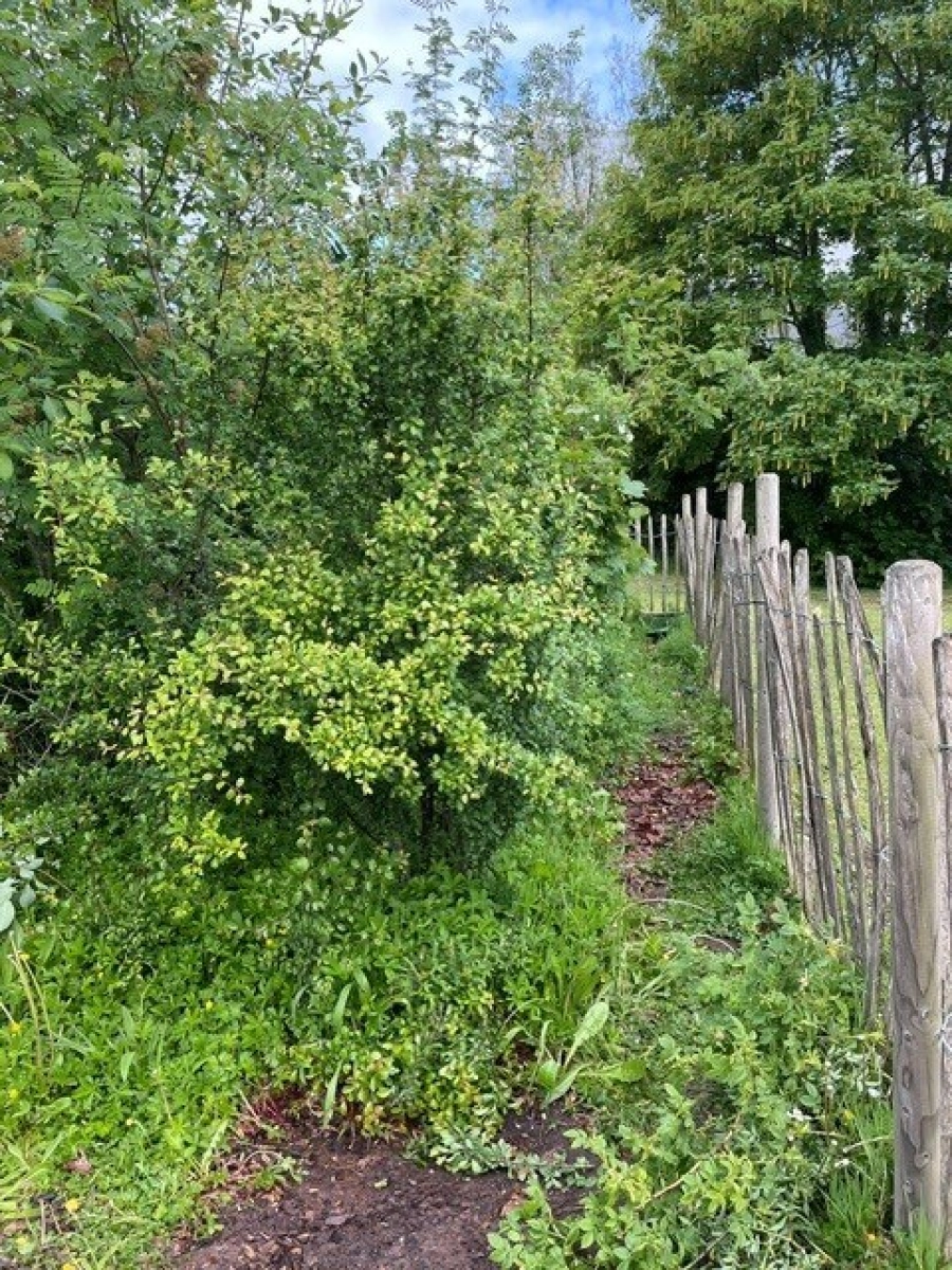Picture of the tiny forest growing at the Bromsgrove campus.